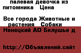 палевая девочка из питомника › Цена ­ 40 000 - Все города Животные и растения » Собаки   . Ненецкий АО,Белушье д.